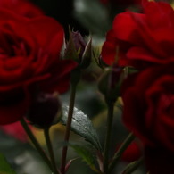 初夏への導き　薔薇