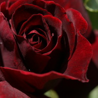初夏への導き　薔薇