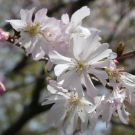 十月桜