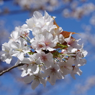蓮馨寺の山桜(1)