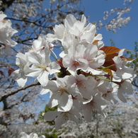 蓮馨寺の山桜(2)