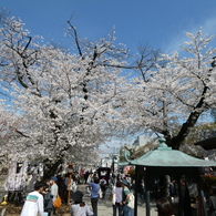 春の蓮馨寺(2)