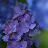 三つの紫陽花