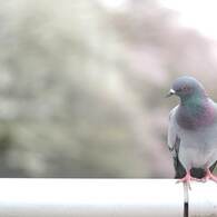 桜の頃