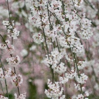 桜風