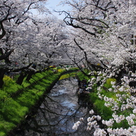 新河岸川の桜(7)