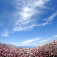 信州の桜 No.14