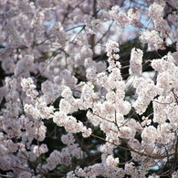 信州の桜 No.20