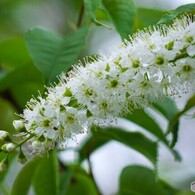 上溝桜