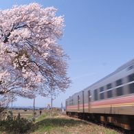 非電化路線の春