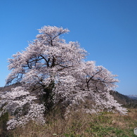 黒岩の夫婦桜