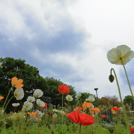 となりのトトロみたいなお花畑