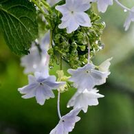 墨田の花火