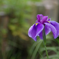 水面よりいずる花菖蒲