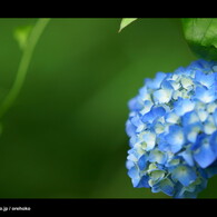 紫陽花。　