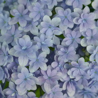 Fairy Blue