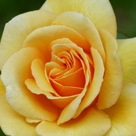 春の花(バラ1)