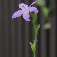 皆　集まれ
