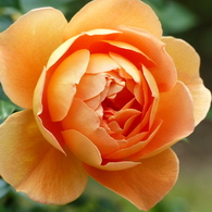 春の花(バラ6)