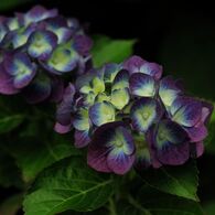 Hydrangea　＃3