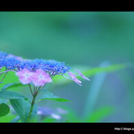 紫陽花。
