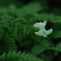 六月の六花