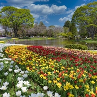 国営昭和記念公園