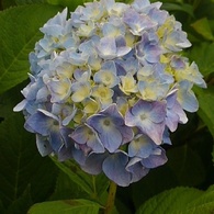 薄紫を感じるアジサイ（6月8日）