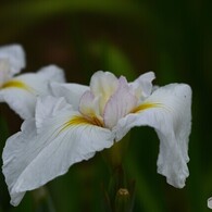 ２０２４堀切菖蒲園～ⅸ