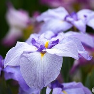 ２０２４堀切菖蒲～ⅺ