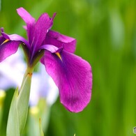 ２０２４堀切菖蒲園～xvii