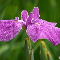 ２０２４堀切菖蒲園～xviii
