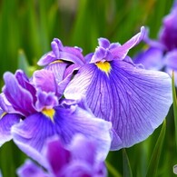 ２０２４堀切菖蒲園～xix