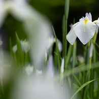 卯辰山の菖蒲園で