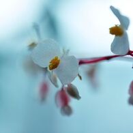 涼蝶