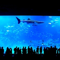 blue cinema