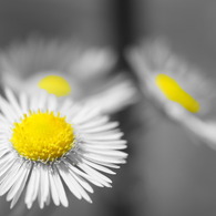 Yellow Princess
