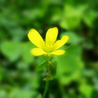 flower5