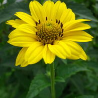 flower2