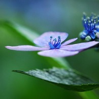 ひとり離れて