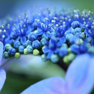 紫陽花の世界