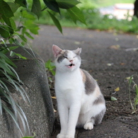 いい顔　にゃん。