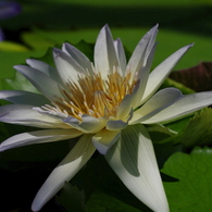 White water lily 