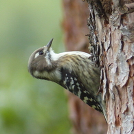 秋の里山で2(コゲラ)