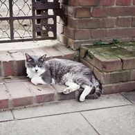 Le chat du sanctuaire Nogi 001