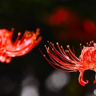神無月の彼岸花～ⅵ