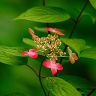 古来紫陽花