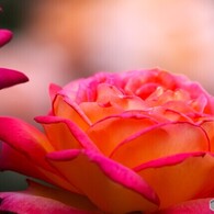 旧古川庭園の秋薔薇～ⅱ