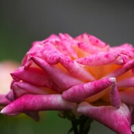 旧古川庭園の秋薔薇～xviii