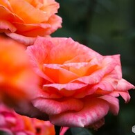 旧古川庭園の秋薔薇～xix